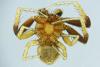 Xysticus erraticus